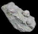 Blastoid (Pentremites) Fossils - Illinois #36022-2